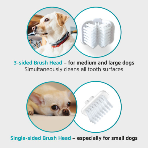 Infografik vilket huvud passar vilken hund?